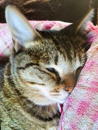 眠るおばちゃん。どんな夢を見ているのかな？