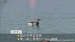 宮城・志津川湾で「コクガン」の飛来数調査　震災後増加傾向