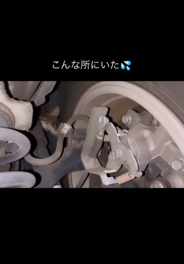 車の奥の方へ入り込んでいた子猫（「あくのあ」さん提供、Instagramよりキャプチャ撮影）