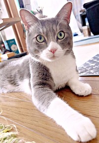 シュッとした顔立ちがかっこいいソラくん（画像提供：ガウンゼル・チョルサー＝まっちゃこさん）