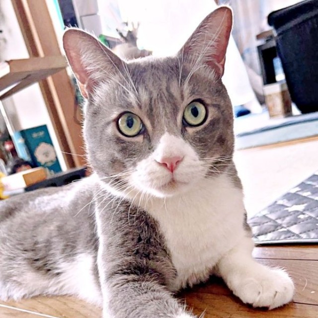 シュッとした顔立ちがかっこいいソラくん（画像提供：ガウンゼル・チョルサー＝まっちゃこさん）