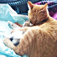 保護から1カ月、先住猫・ノアさんに抱きしめられて眠るティダさん（画像提供：むうむうとネコさん）