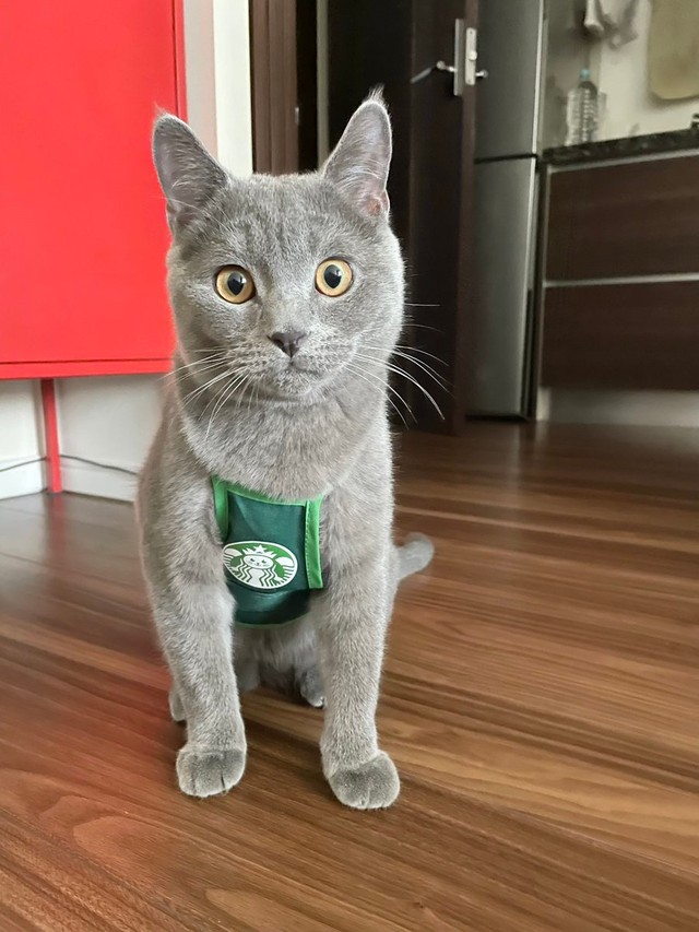 スターバックスならぬスターニャックス。一度行ってみたい。＝おいでやすブリオさん（@burio0522）提供