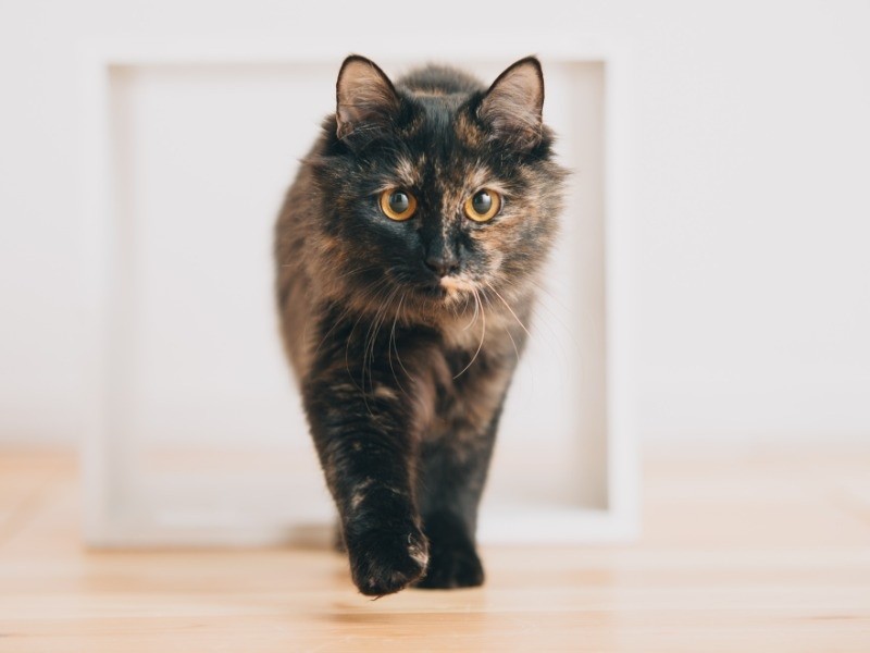 物怖じしないキャラです