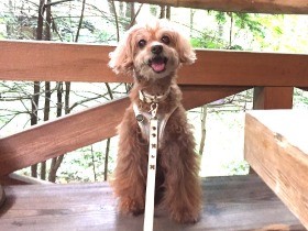 愛犬と夏の思い出づくり　猛暑の軽井沢でワンコＯＫのカフェへ