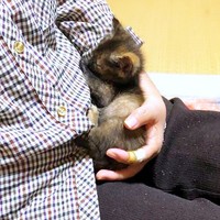 子猫時代、飼い主さんのお母さんに抱っこされるみりんちゃん（画像提供：みりん たいやきさん）