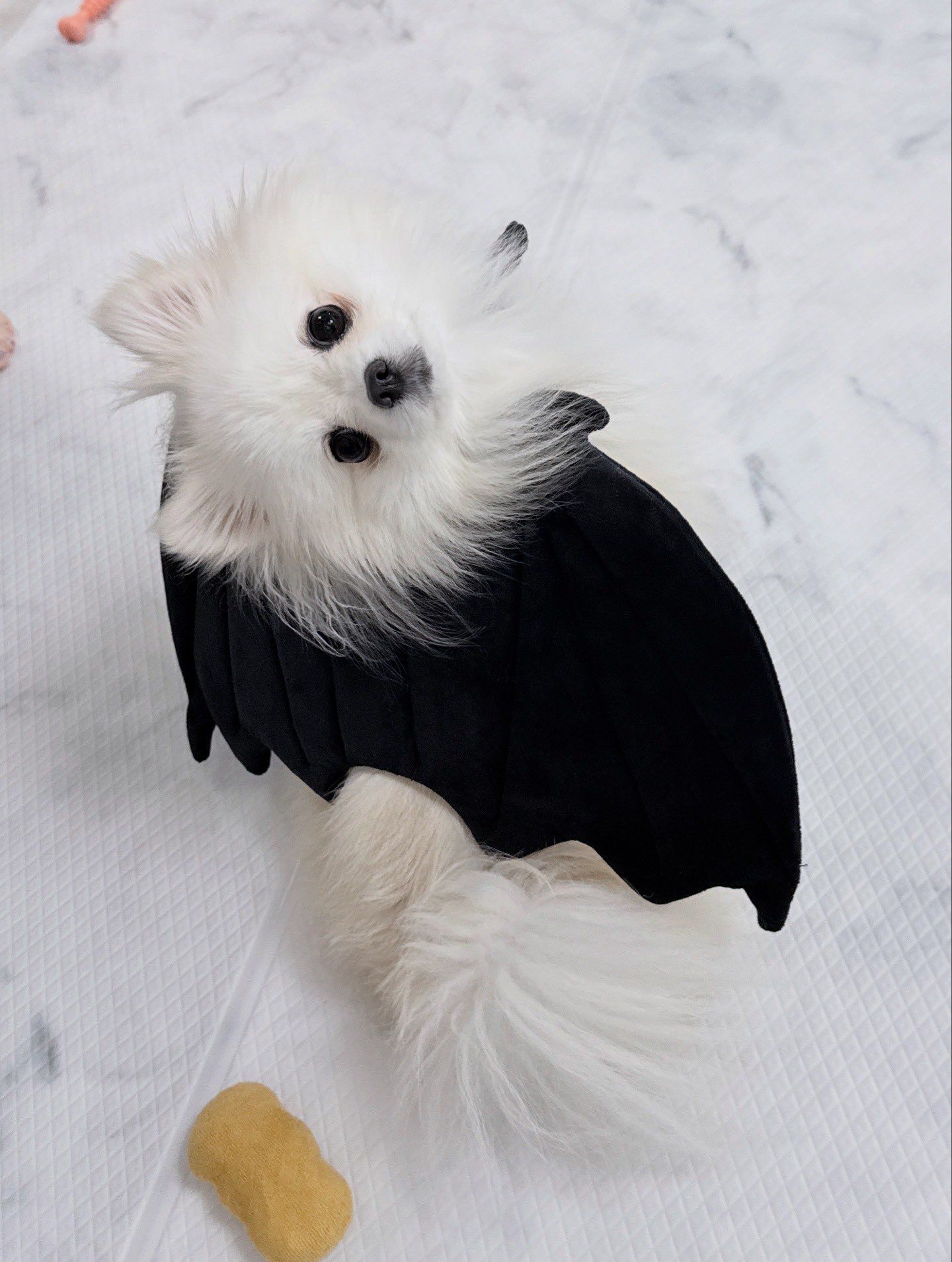 翼をつけて「くるりんジャンプ！」ドヤ顔の犬さん「飛んで…る