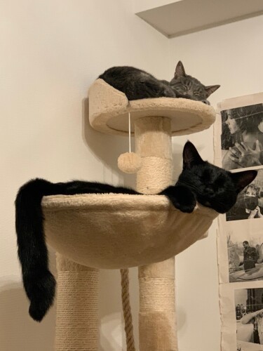 アルくんのシッポは長―い（恵里さん提供）