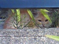 野良猫時代のみいちゃん
この先、飢えと寒さの試練が待っているとも知らず…