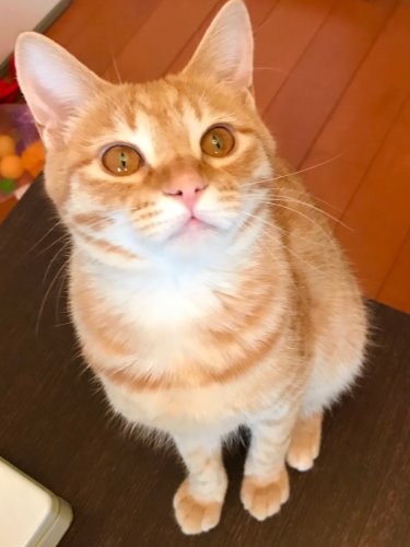 「目の色が銀杏みたい？ 確かにね」