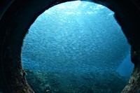 海中窓からの景色。多種多様な魚が泳いでいて飽きない