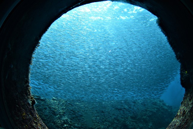 海中窓からの景色。多種多様な魚が泳いでいて飽きない