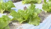 レタスの栽培にドローンを活用（岡山・真庭市）