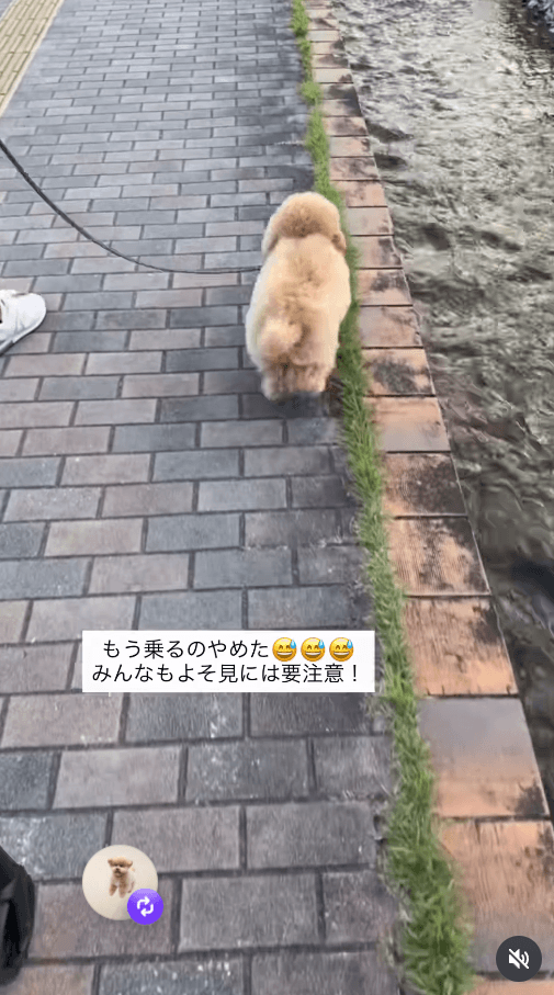 「もうスレスレ歩くのやめる…」トラウマになっていましました。がんばれ！画像提供：もふもふちくわさん