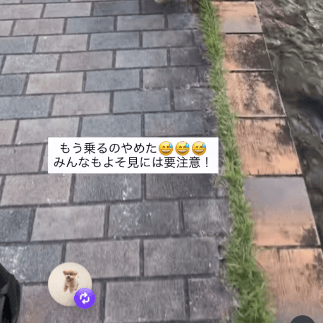 「もうスレスレ歩くのやめる…」トラウマになっていましました。がんばれ！画像提供：もふもふちくわさん