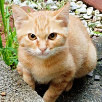 初対面から1カ月後、生後2カ月半ほどのこなちゃん（画像提供：ユンコロさん）