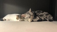 頬寄せ合って眠る親子、平和だにゃ＝わらよも！アメショわらび&スコよもぎ(Warabi & Yomogi)さん（@WarabiSuperCat）提供
