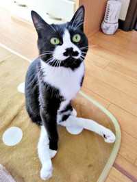 まん丸おめめが愛らしいまめちゃん（画像提供：まめさん）