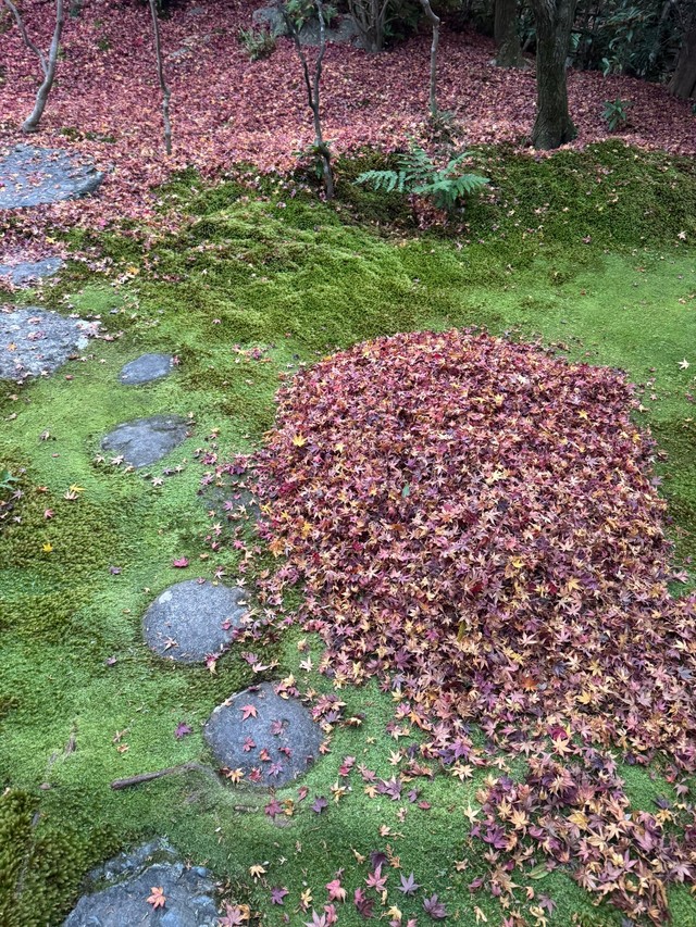 下から苔庭の緑がのぞきはじめました（画像提供：高台寺岡林院）
