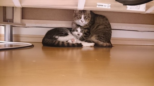 生後7カ月だった杏子ちゃん（左）とりんりんちゃん