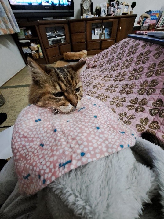 強制給餌の時には、体が汚れないように工夫した