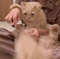 爪切りはもっと苦手でずっと手で押さえちゃうつきみちゃん（提供：つきみねこさん）