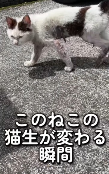 毛はところどころ生えておらず、体は汚れて痩せていた猫を保護（あきみさん提供、Instagramよりキャプチャ撮影）