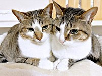 顔を寄せ合ってくつろぐ（左から）ソーダくん、レモンちゃん（画像提供：レモンとソーダさん）