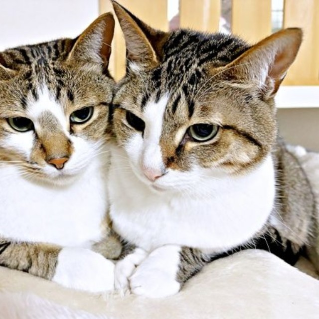 顔を寄せ合ってくつろぐ（左から）ソーダくん、レモンちゃん（画像提供：レモンとソーダさん）