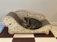 くつろぐ姿も上品なもなちゃん（画像提供：もなさん）