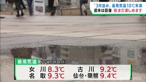 宮城県は１５日も雨で３月並みの寒さ　仙台市の桜は週末も楽しめる見込み