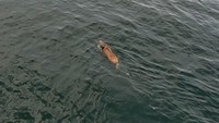 高松海上保安部提供　海を泳ぐイノシシ