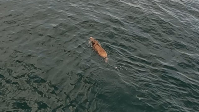 高松海上保安部提供　海を泳ぐイノシシ