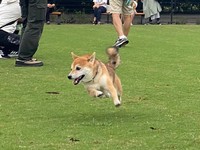 今日も元気に疾走！（画像提供／おまめさん）