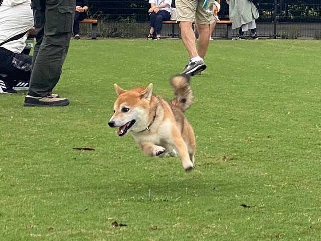 今日も元気に疾走！（画像提供／おまめさん）