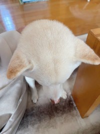 なでられ待ちさん（画像提供：たまgoさん）