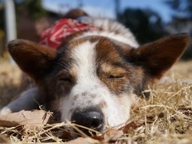 河川敷の“ホームレス犬”　老いてから救出、初めての室内暮らし