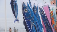 カツオのぼり　変わりのぼり　四国水族館