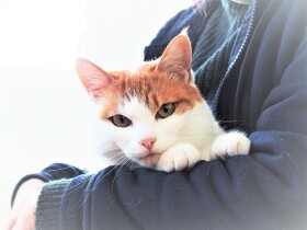 行方不明になって376日、無事見つかった猫　きっかけは貼り替え続けた捜索チラシ