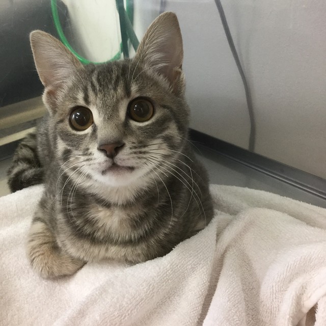 この猫チャンは保護猫ですが、なんとなくアメリカンショートヘアを思わせるような淡い色合いの縞々…ご先祖様に洋猫が入っているような...