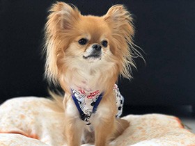 ビビリな甘えんぼ　幸せをくれるロングコートチワワ「幸太」