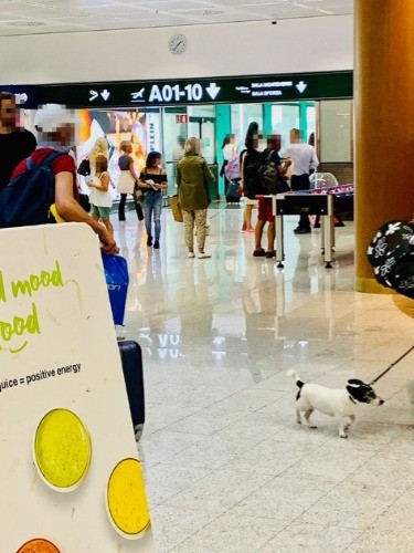 こちら、ミラノのマルペンサ空港。バカンスシーズンだからなのか、小型犬を何匹も見ました。手荷物検査が終わったあとのエリアなので一緒に飛行機に搭乗するのでしょうね