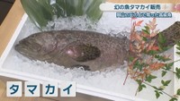 幻の高級魚「タマカイ」