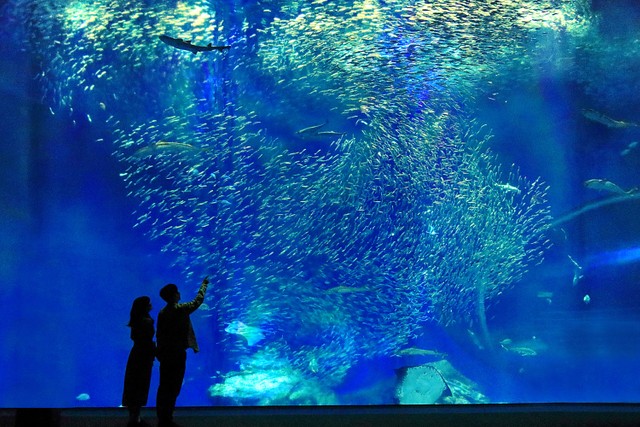 「アクアワールド茨城県大洗水族館」では、約580種68,000点もの生き物が観察できる（「アクアワールド茨城県大洗水族館」提供）