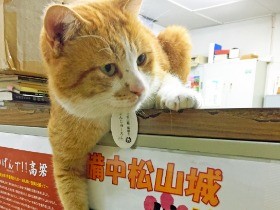 愛猫が失踪、再会への備えは　猫は生活圏外で方向音痴に