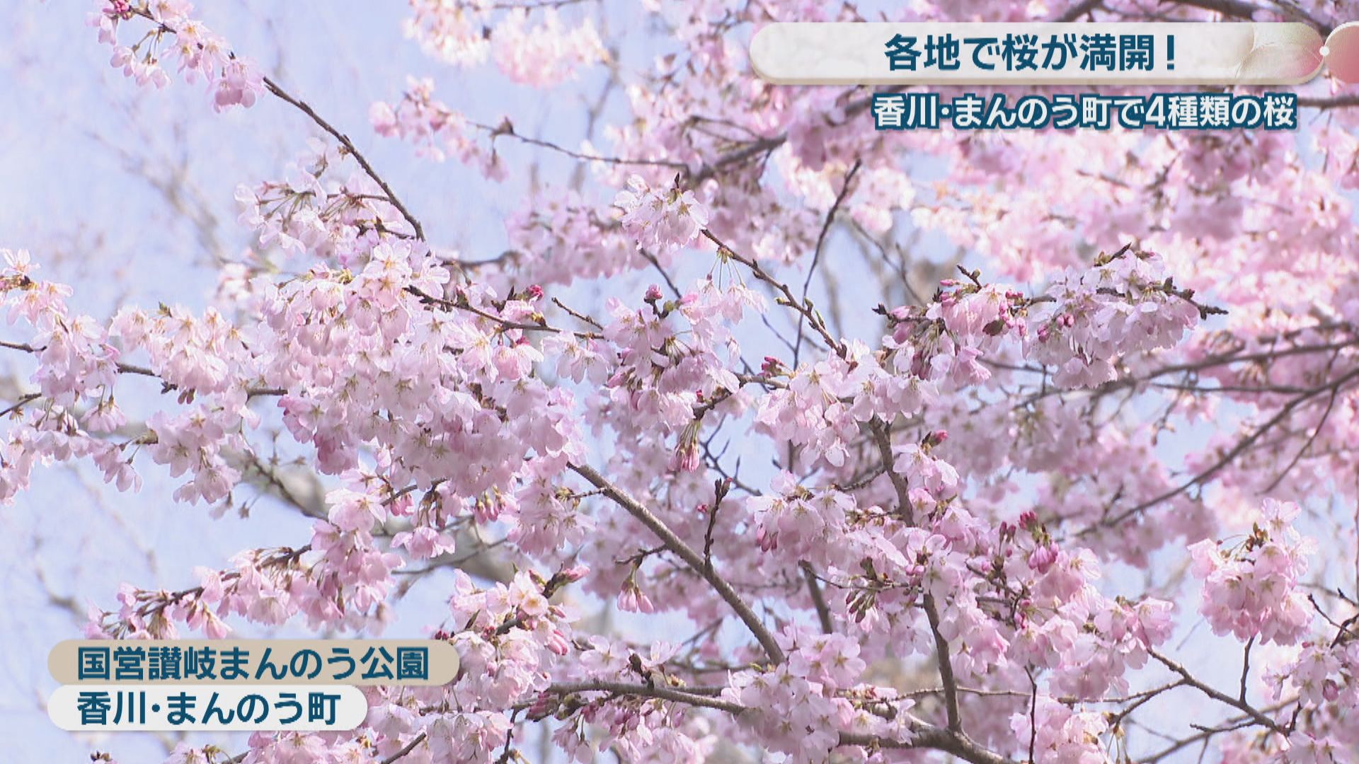 国営讃岐まんのう公園で4種類の桜が満開 注目の品種「ジンダイアケボノ