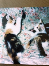 同居猫との仲睦まじい1枚