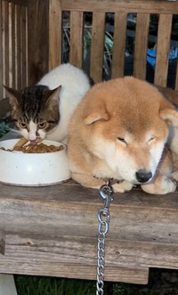 柴犬さんがショックで絶食　隣で猫さんはムシャムシャ（「柴桜 三朗太」さん提供、Xよりキャプチャ撮影）