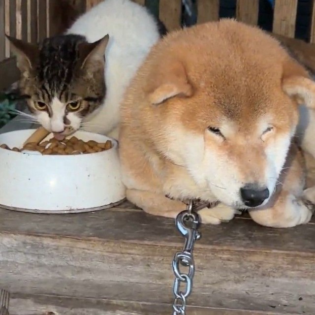 柴犬さんがショックで絶食　隣で猫さんはムシャムシャ（「柴桜 三朗太」さん提供、Xよりキャプチャ撮影）