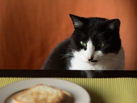 元野良猫「ぽんた」午前３時の「ほなー」　減量作戦は好スタート（13）